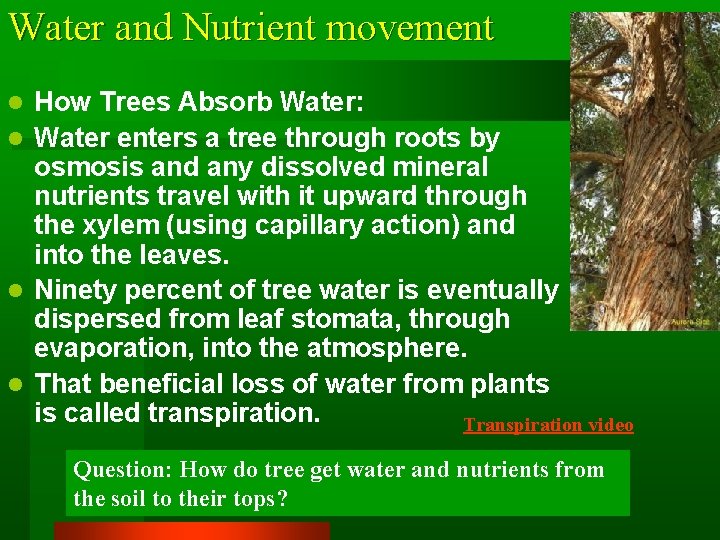 Water and Nutrient movement How Trees Absorb Water: l Water enters a tree through