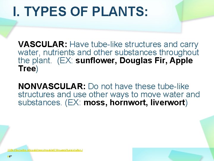 I. TYPES OF PLANTS: VASCULAR: Have tube-like structures and carry water, nutrients and other