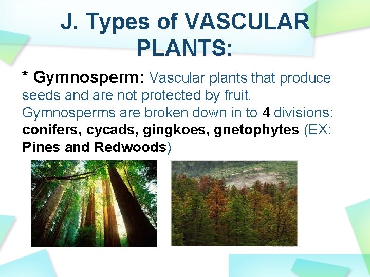 J. Types of VASCULAR PLANTS: * Gymnosperm: Vascular plants that produce seeds and are