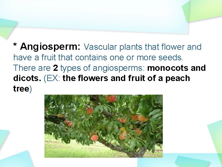 * Angiosperm: Vascular plants that flower and have a fruit that contains one or