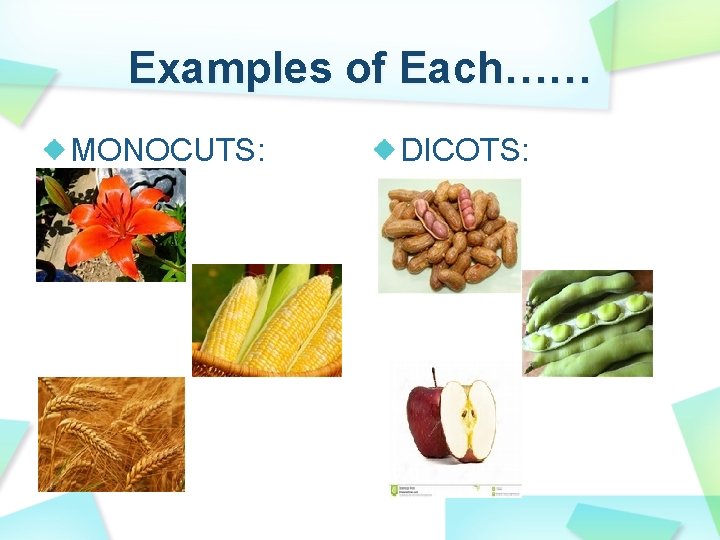 Examples of Each…… MONOCUTS: DICOTS: 