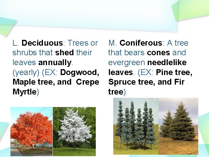 L. Deciduous: Trees or shrubs that shed their leaves annually. (yearly) (EX: Dogwood, Maple