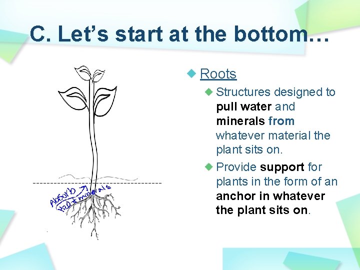 C. Let’s start at the bottom… Roots Structures designed to pull water and minerals