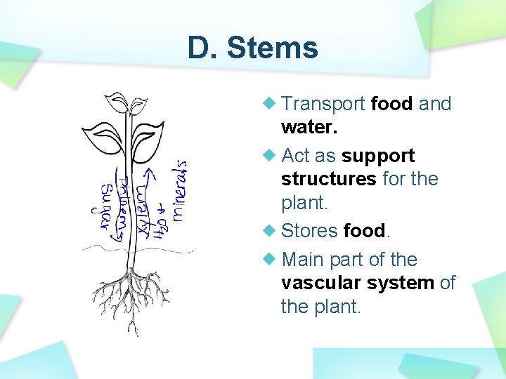 D. Stems Transport food and water. Act as support structures for the plant. Stores