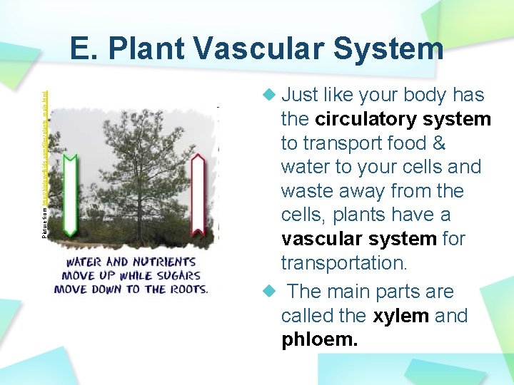 Picture from http: //biology 4 kids. com/files/plants_main. html E. Plant Vascular System Just like