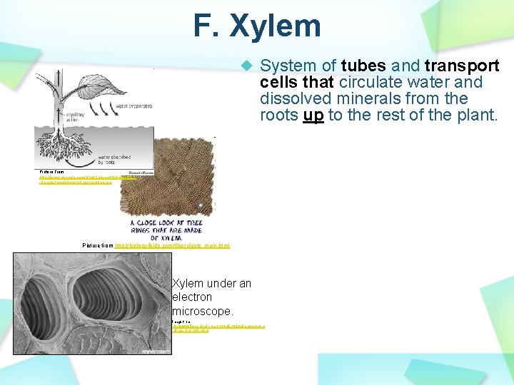 F. Xylem System of tubes and transport cells that circulate water and dissolved minerals