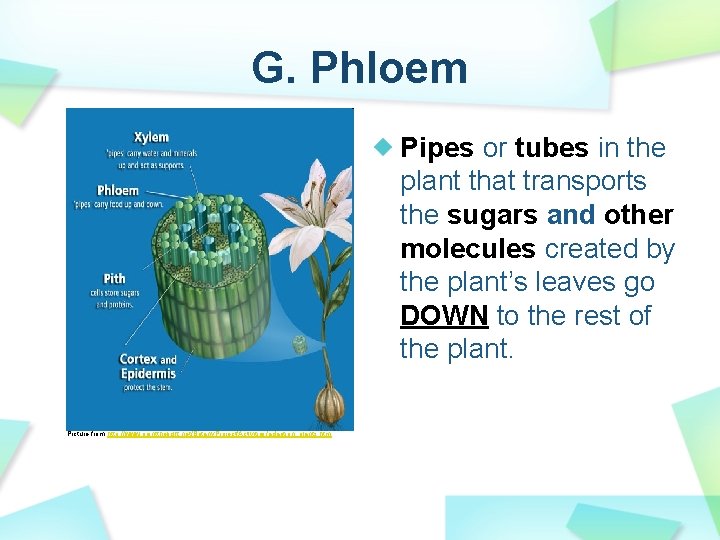 G. Phloem Pipes or tubes in the plant that transports the sugars and other