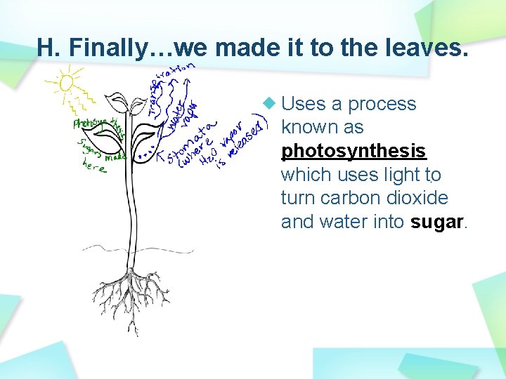 H. Finally…we made it to the leaves. Uses a process known as photosynthesis which