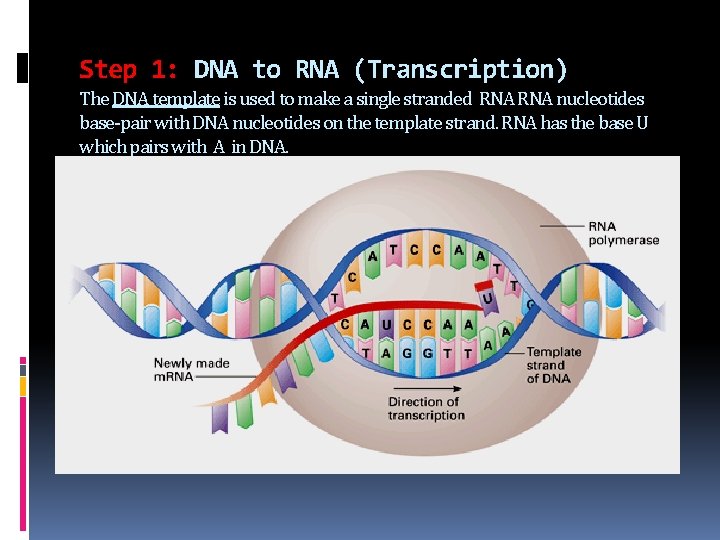 Step 1: DNA to RNA (Transcription) The DNA template is used to make a