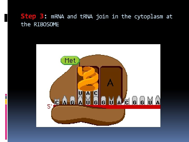 Step 3: m. RNA and t. RNA join in the cytoplasm at the RIBOSOME