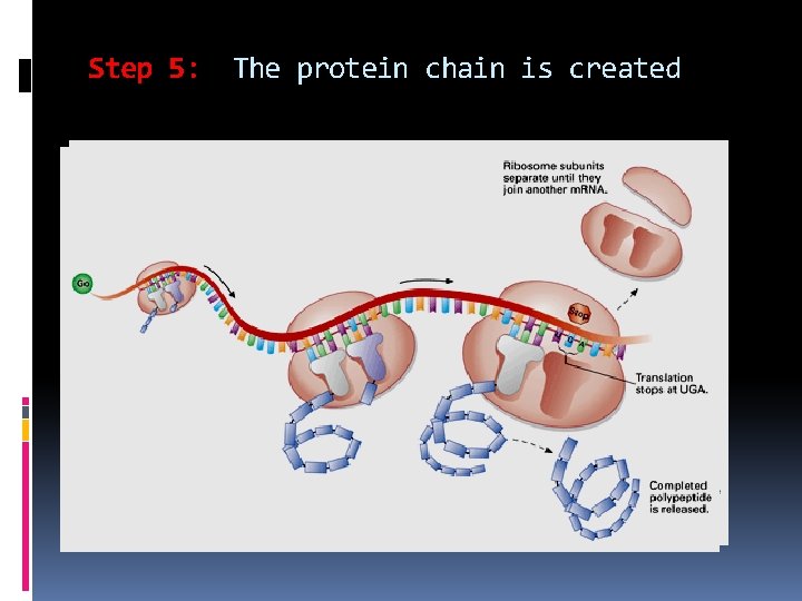 Step 5: The protein chain is created 
