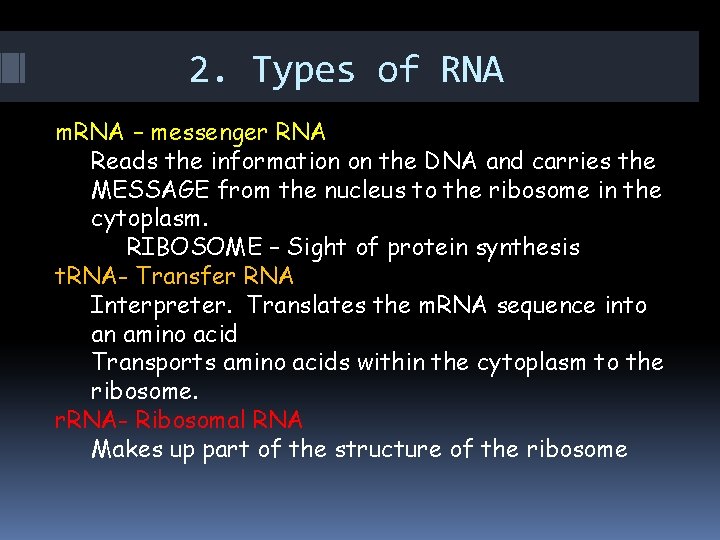 2. Types of RNA m. RNA – messenger RNA Reads the information on the