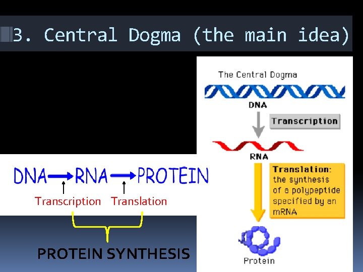 3. Central Dogma (the main idea) Transcription Translation PROTEIN SYNTHESIS 