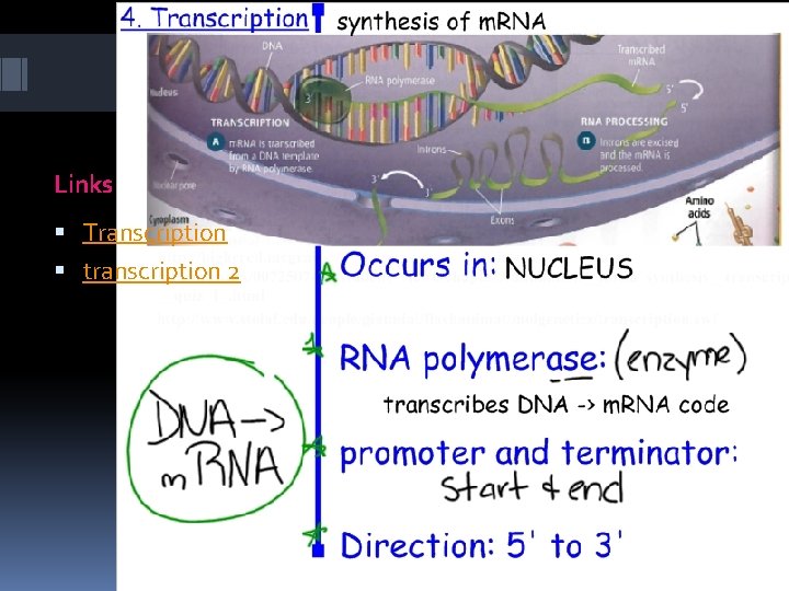 Links Transcription transcription 2 