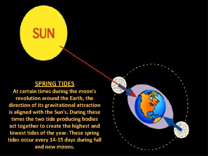 SPRING TIDES At certain times during the moon's revolution around the Earth, the direction