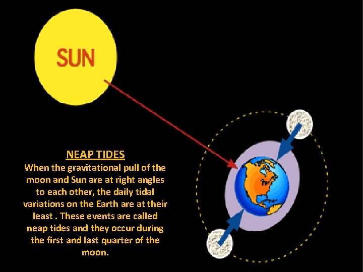 NEAP TIDES When the gravitational pull of the moon and Sun are at right