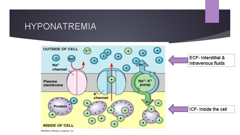 HYPONATREMIA ECF- Interstitial & Intravenous fluids ICF- Inside the cell 