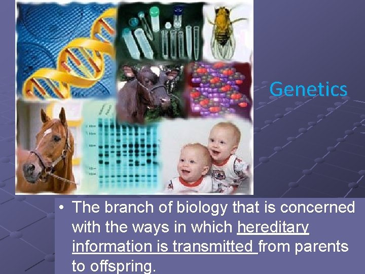 Genetics • The branch of biology that is concerned with the ways in which