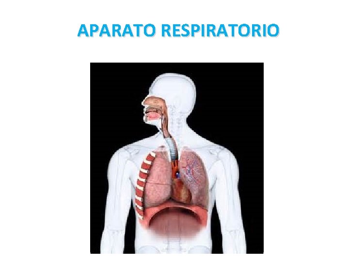 APARATO RESPIRATORIO 