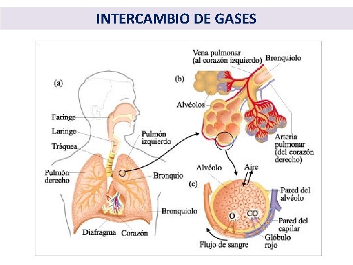 INTERCAMBIO DE GASES 