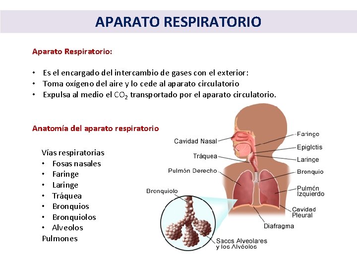APARATO RESPIRATORIO Aparato Respiratorio: • Es el encargado del intercambio de gases con el