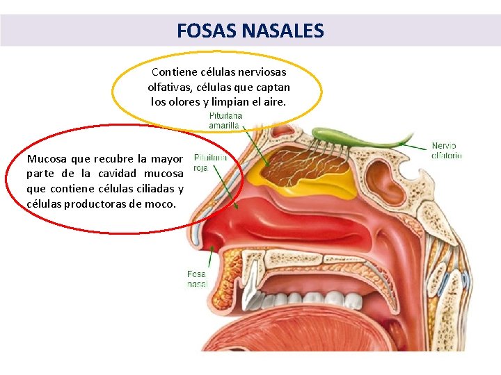 FOSAS NASALES Contiene células nerviosas olfativas, células que captan los olores y limpian el