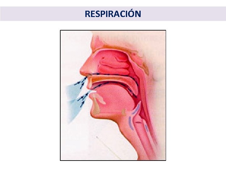 RESPIRACIÓN 