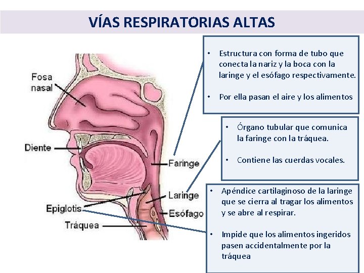 VÍAS RESPIRATORIAS ALTAS • Estructura con forma de tubo que conecta la nariz y