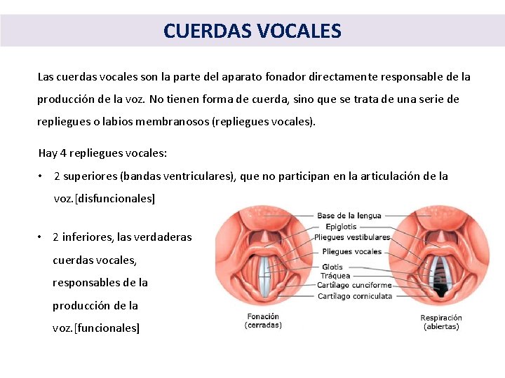 CUERDAS VOCALES Las cuerdas vocales son la parte del aparato fonador directamente responsable de