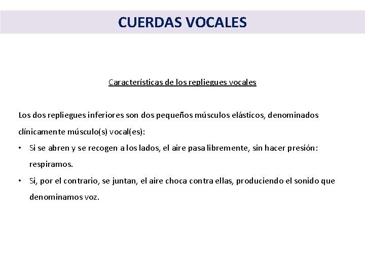 CUERDAS VOCALES Características de los repliegues vocales Los dos repliegues inferiores son dos pequeños