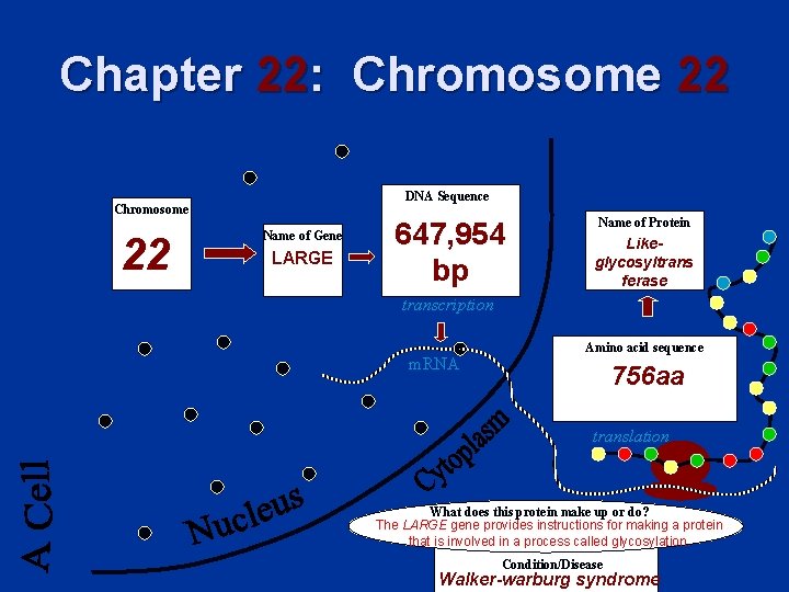 Chapter 22: Chromosome 22 DNA Sequence Chromosome 22 Name of Gene LARGE 647, 954