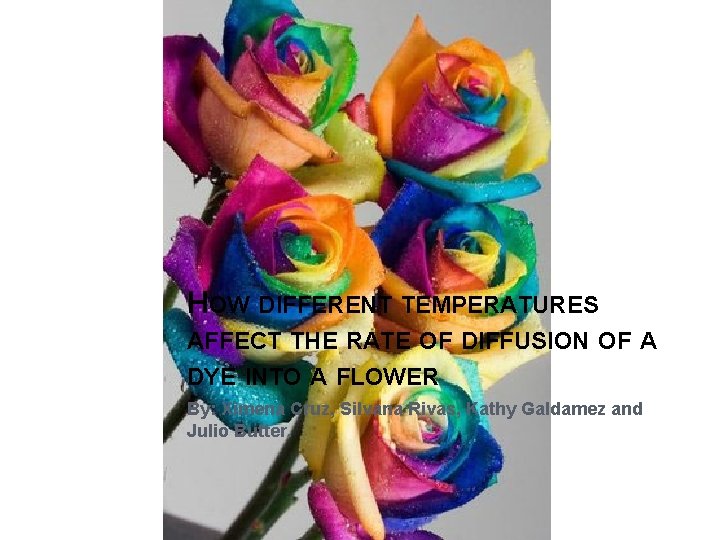 HOW DIFFERENT TEMPERATURES AFFECT THE RATE OF DIFFUSION OF A DYE INTO A FLOWER HOW DIFFERENT TEMPERATURES AFFECT THE RATE OF DIFFUSION OF A DYE INTO A FLOWER