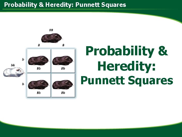 Probability & Heredity: Punnett Squares Probability & Heredity: Punnett Squares 