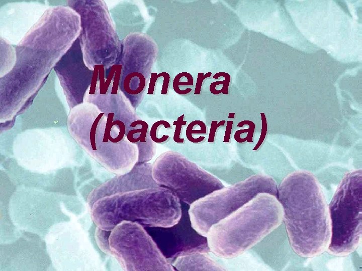 Monera (bacteria) 