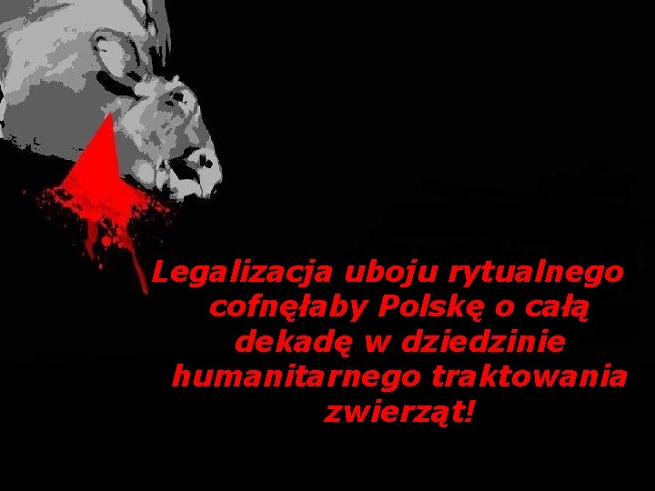 Legalizacja uboju rytualnego cofnęłaby Polskę o całą dekadę w dziedzinie humanitarnego traktowania zwierząt! 