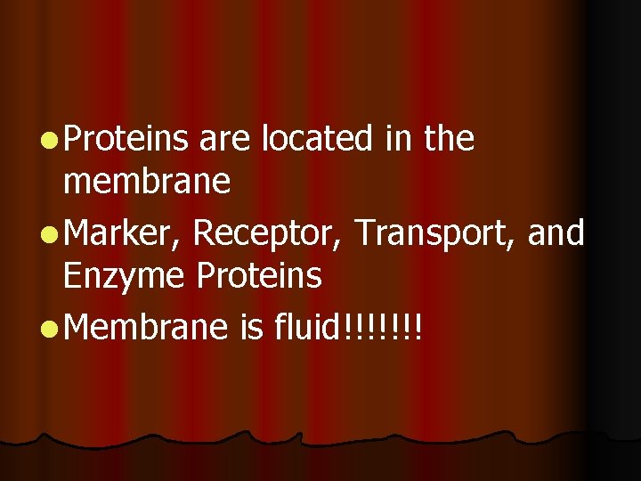 l Proteins are located in the membrane l Marker, Receptor, Transport, and Enzyme Proteins l Proteins are located in the membrane l Marker, Receptor, Transport, and Enzyme Proteins