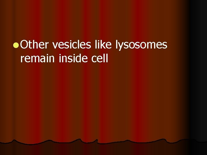 l Other vesicles like lysosomes remain inside cell l Other vesicles like lysosomes remain inside cell