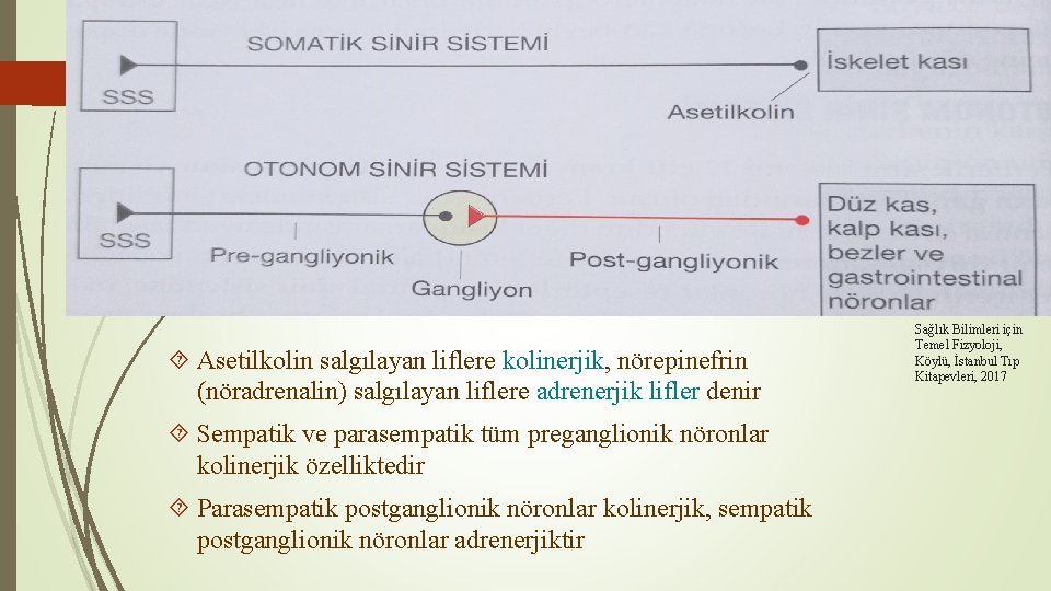  Asetilkolin salgılayan liflere kolinerjik, nörepinefrin (nöradrenalin) salgılayan liflere adrenerjik lifler denir Sempatik ve