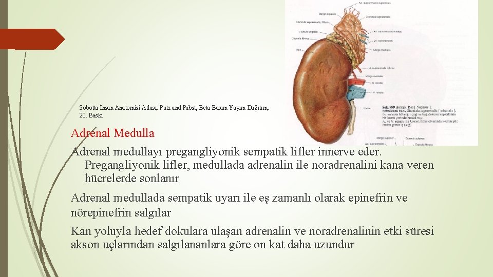 Sobotta İnsan Anatomisi Atlası, Putz and Pabst, Beta Basım Yayım Dağıtım, 20. Baskı Adrenal