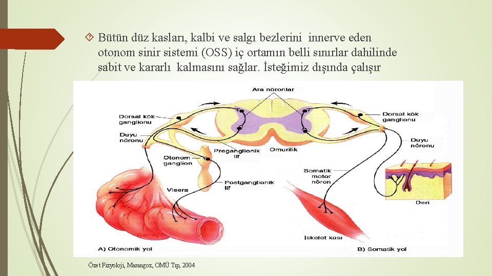  Bütün düz kasları, kalbi ve salgı bezlerini innerve eden otonom sinir sistemi (OSS)