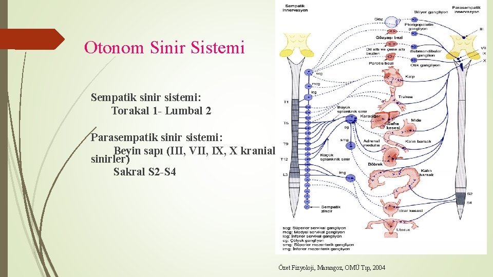 Otonom Sinir Sistemi Sempatik sinir sistemi: Torakal 1 - Lumbal 2 Parasempatik sinir sistemi: