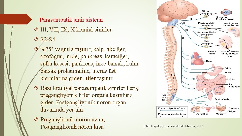 Parasempatik sinir sistemi III, VII, IX, X kranial sinirler S 2 -S 4 %75’