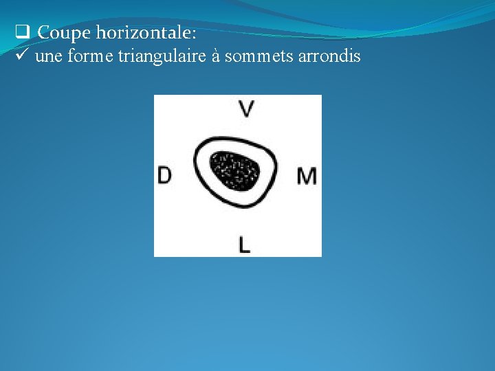 q Coupe horizontale: ü une forme triangulaire à sommets arrondis 