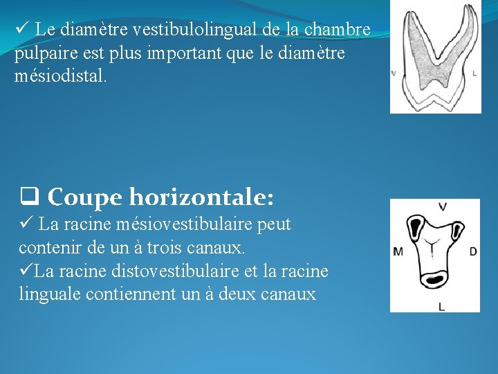 ü Le diamètre vestibulolingual de la chambre pulpaire est plus important que le diamètre