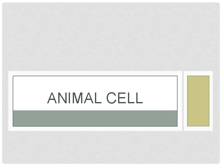 ANIMAL CELL 