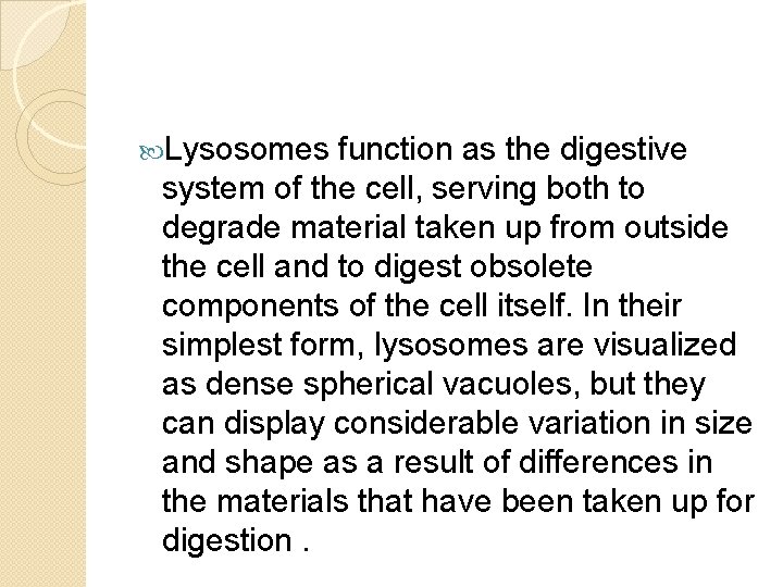  Lysosomes function as the digestive system of the cell, serving both to degrade
