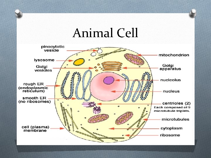 Animal Cell 