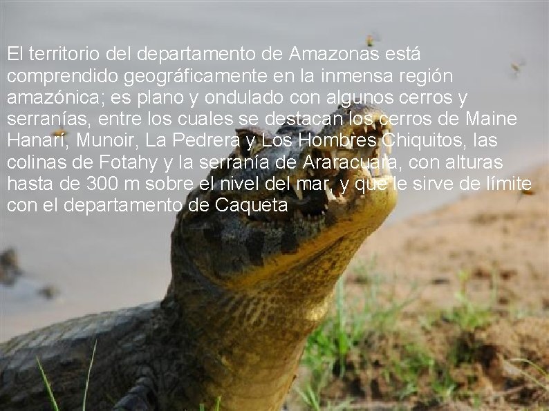 El territorio del departamento de Amazonas está comprendido geográficamente en la inmensa región amazónica;