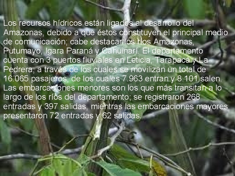 Los recursos hídricos están ligados al desarrollo del Amazonas, debido a que éstos constituyen Los recursos hídricos están ligados al desarrollo del Amazonas, debido a que éstos constituyen