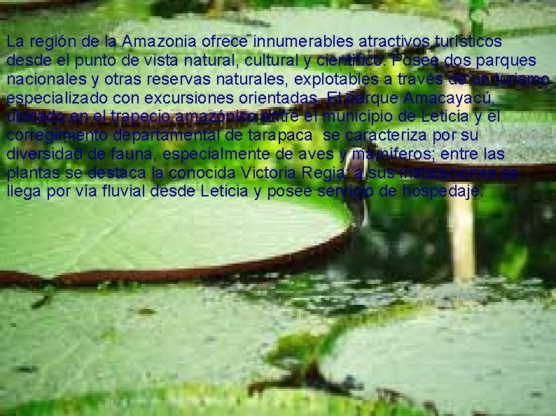 La región de la Amazonia ofrece innumerables atractivos turísticos desde el punto de vista La región de la Amazonia ofrece innumerables atractivos turísticos desde el punto de vista